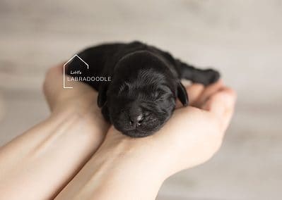 Multi Gen Puppy Girl Riley 31 Little Labradoodle